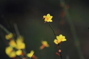转念见花开,花开人生美好瞬间